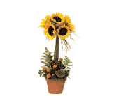 Sunflower Topiary, picture