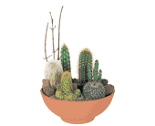 Cactus Garden, picture